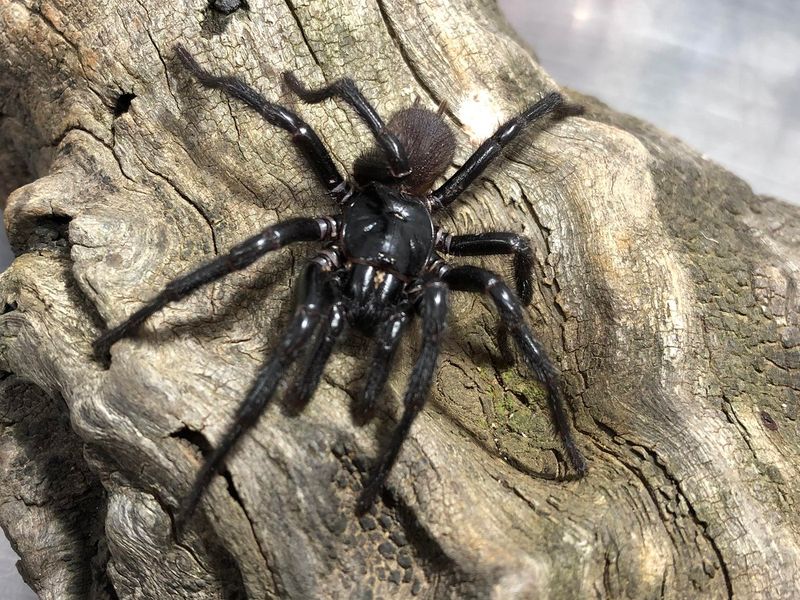 Atrax christenseni (Sydney Funnel-Web Spider)