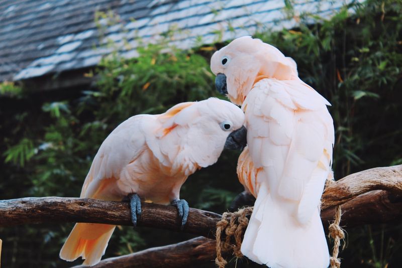 Audubon Zoo, Louisiana