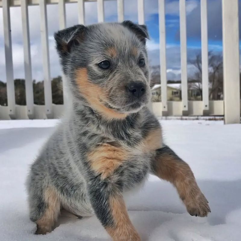 Australian Cattle Dog