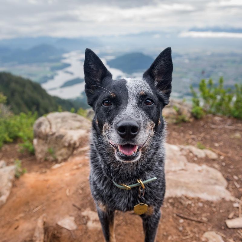 Australian Cattle Dog