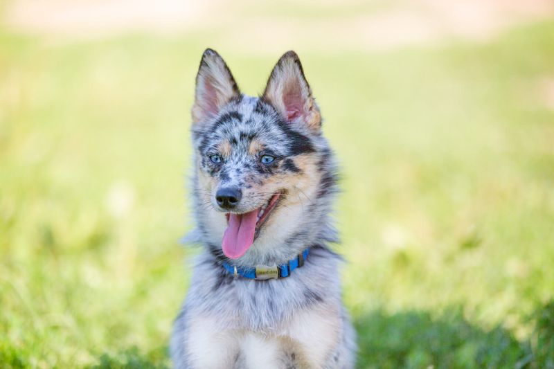 Australian Cattle Dog