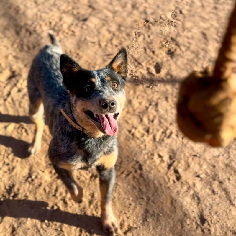 Australian Cattle Dog