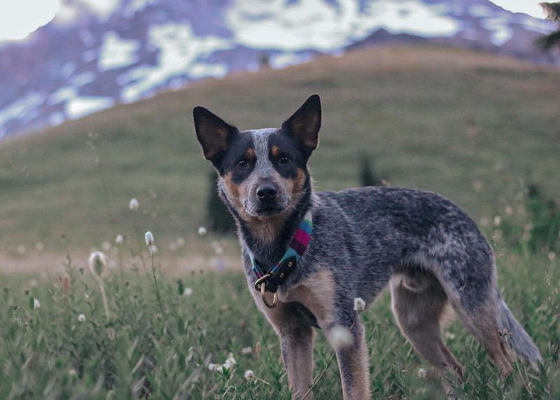 Australian Cattle Dog