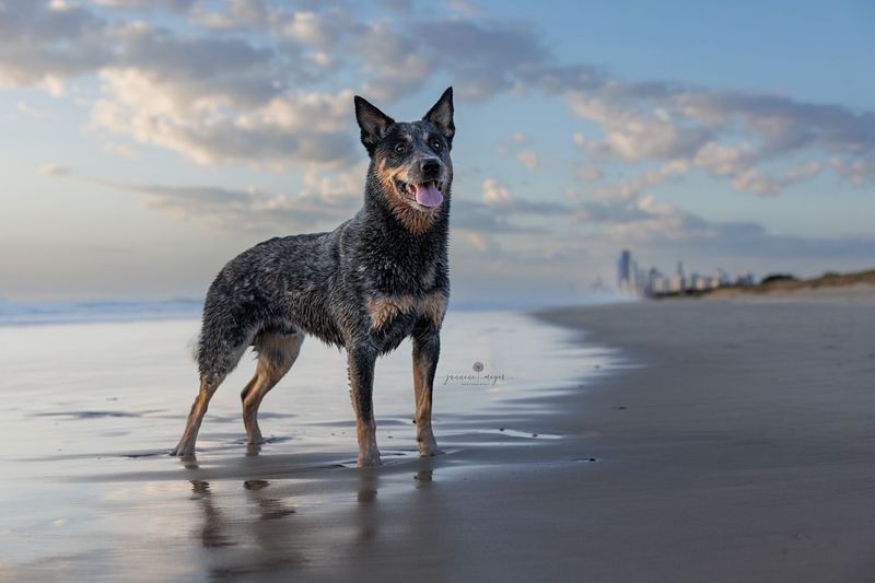 Australian Cattle Dog