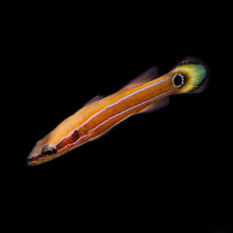 Australian Flathead Perch