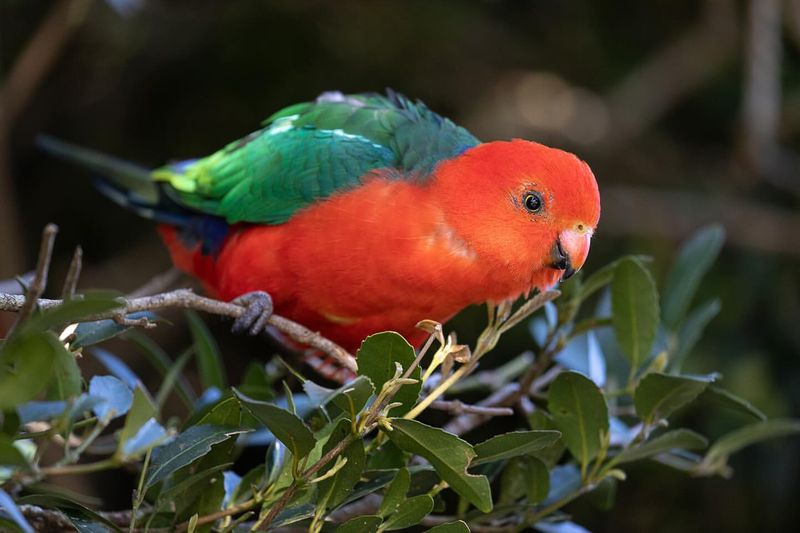 Australian King Parrot