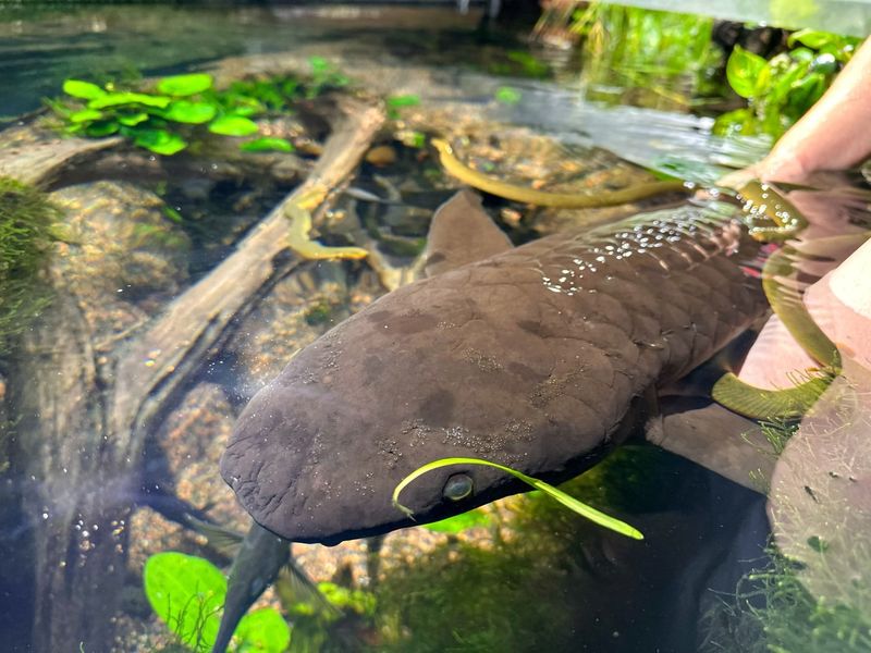 Australian Lungfish (Burnett River, Australia)