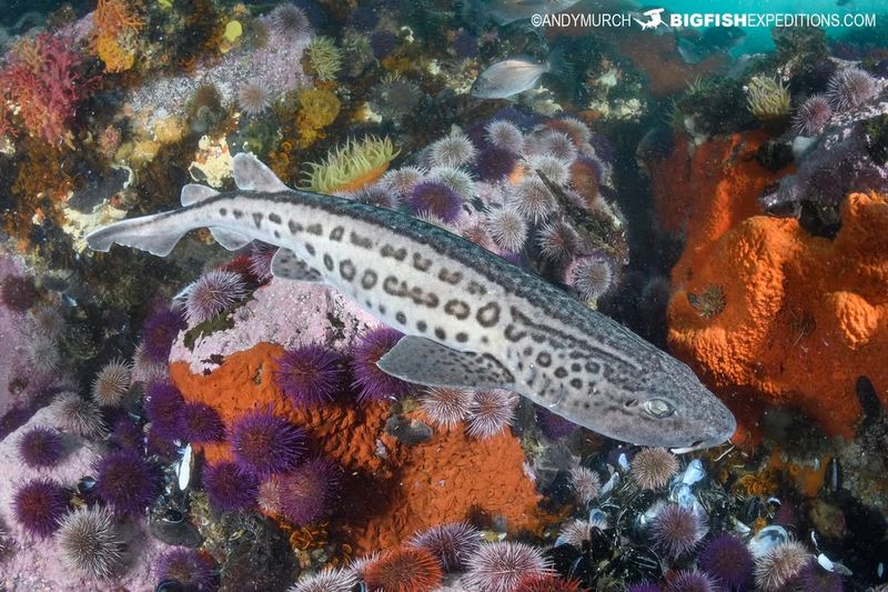 Australian Marble Catshark