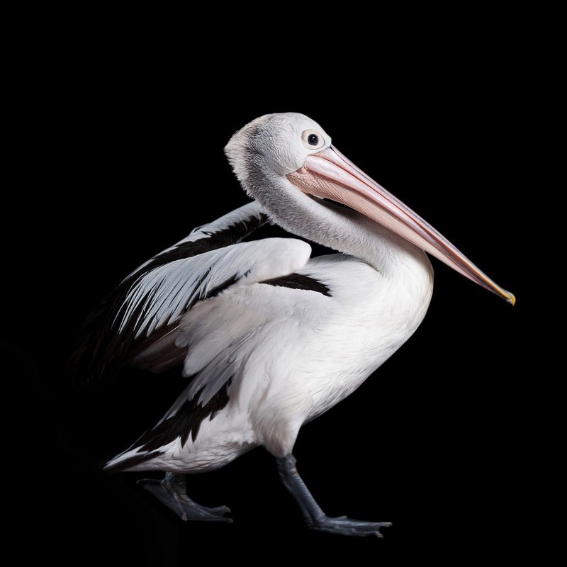 Australian Pelican