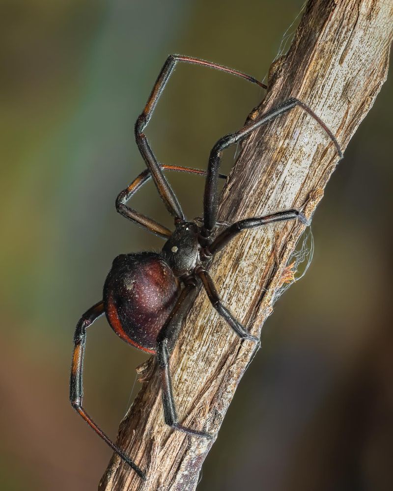 Australian Redback Spider