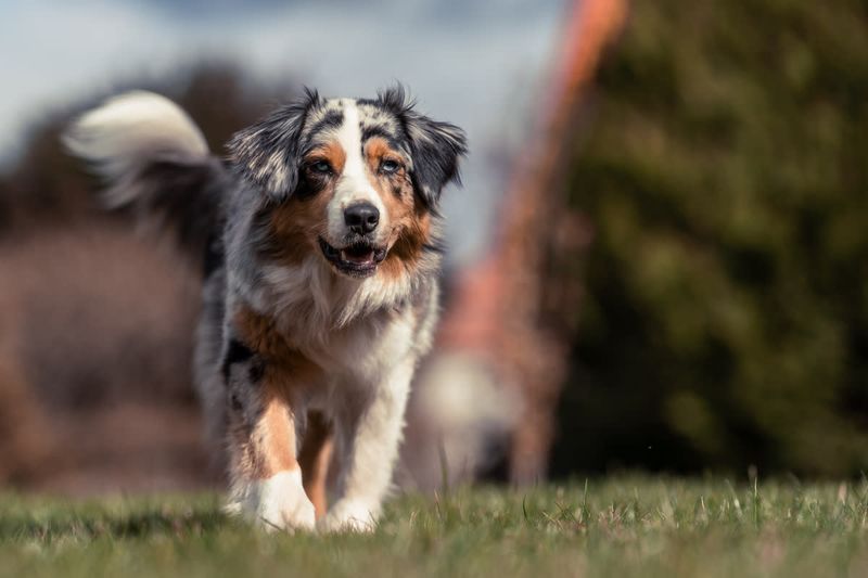 Australian Shepherd