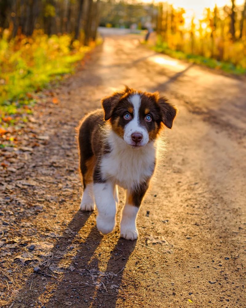 Australian Shepherd