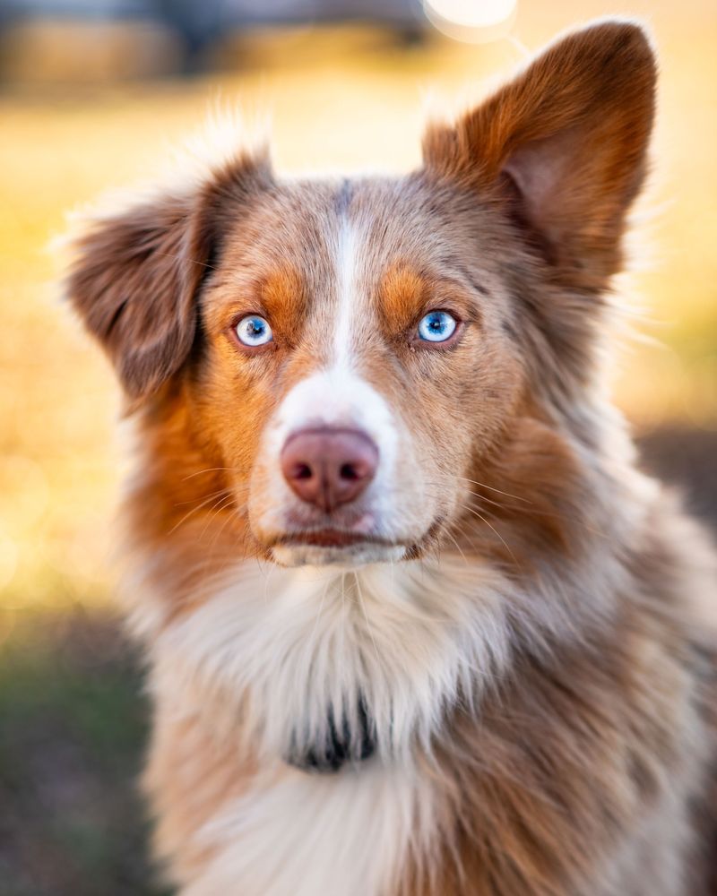 Australian Shepherd