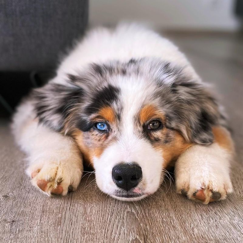 Australian Shepherd