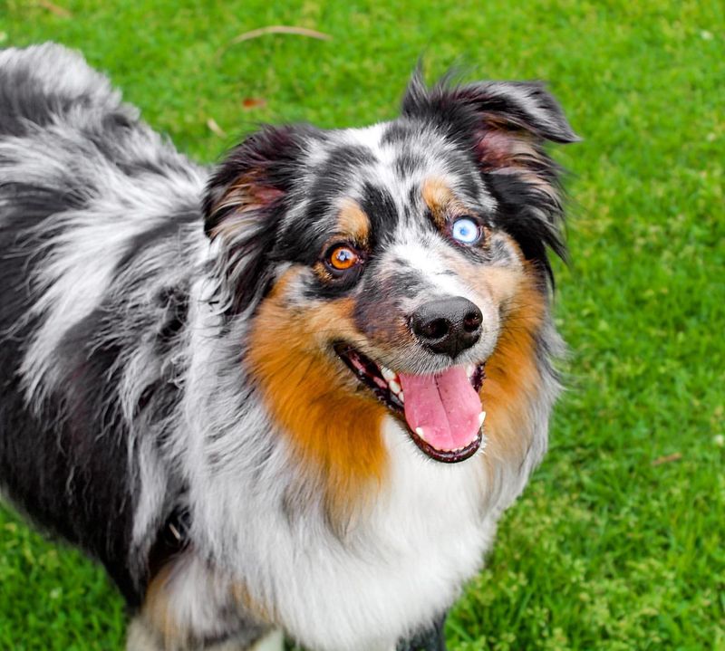 Australian Shepherd