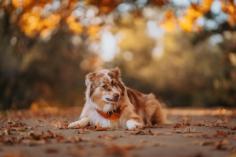 Australian Shepherd