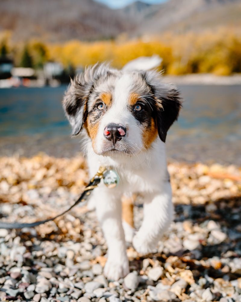 Australian Shepherd