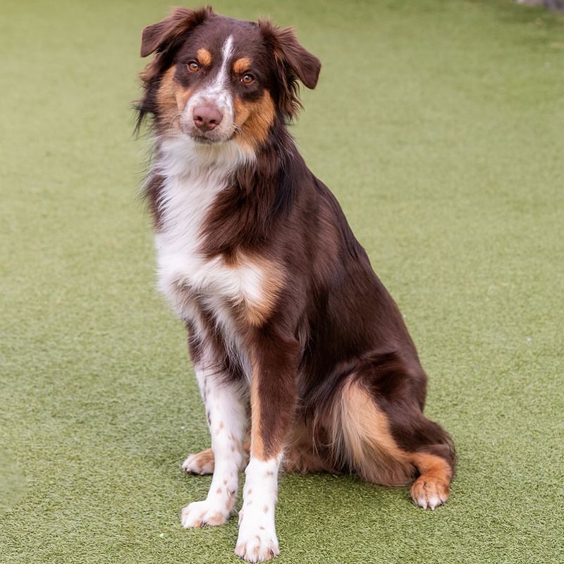 Australian Shepherd