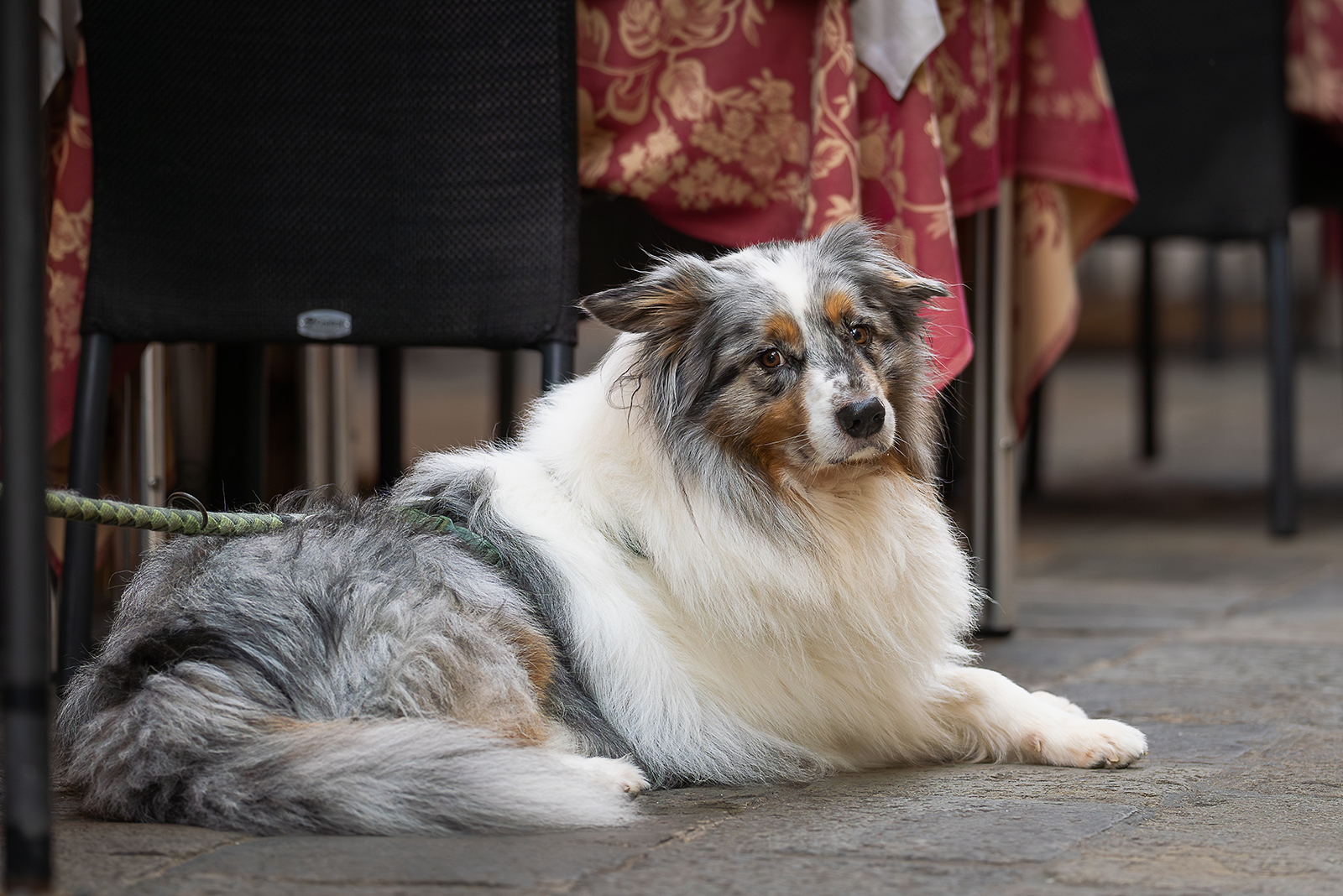 Australian Shepherd