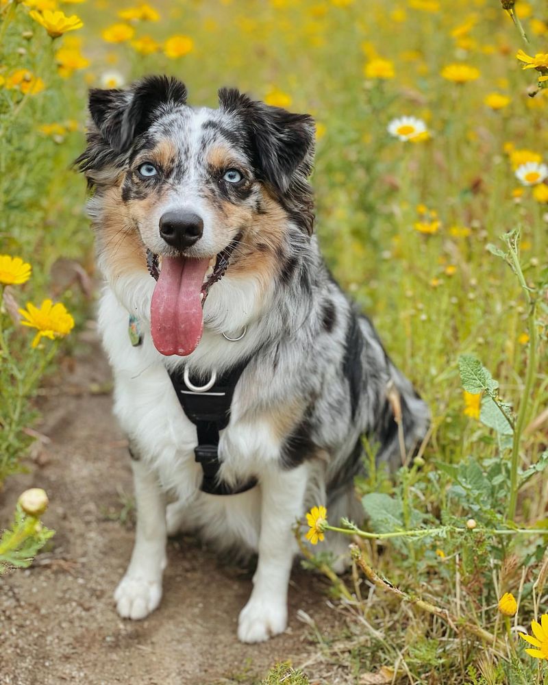 Australian Shepherd