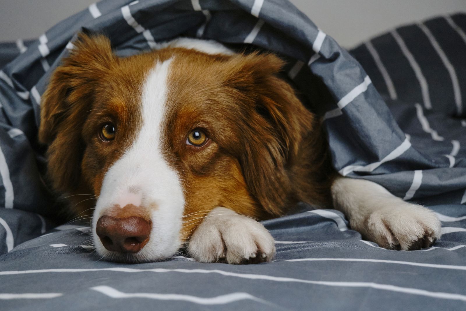 Australian Shepherd