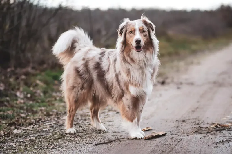 Australian Shepherd