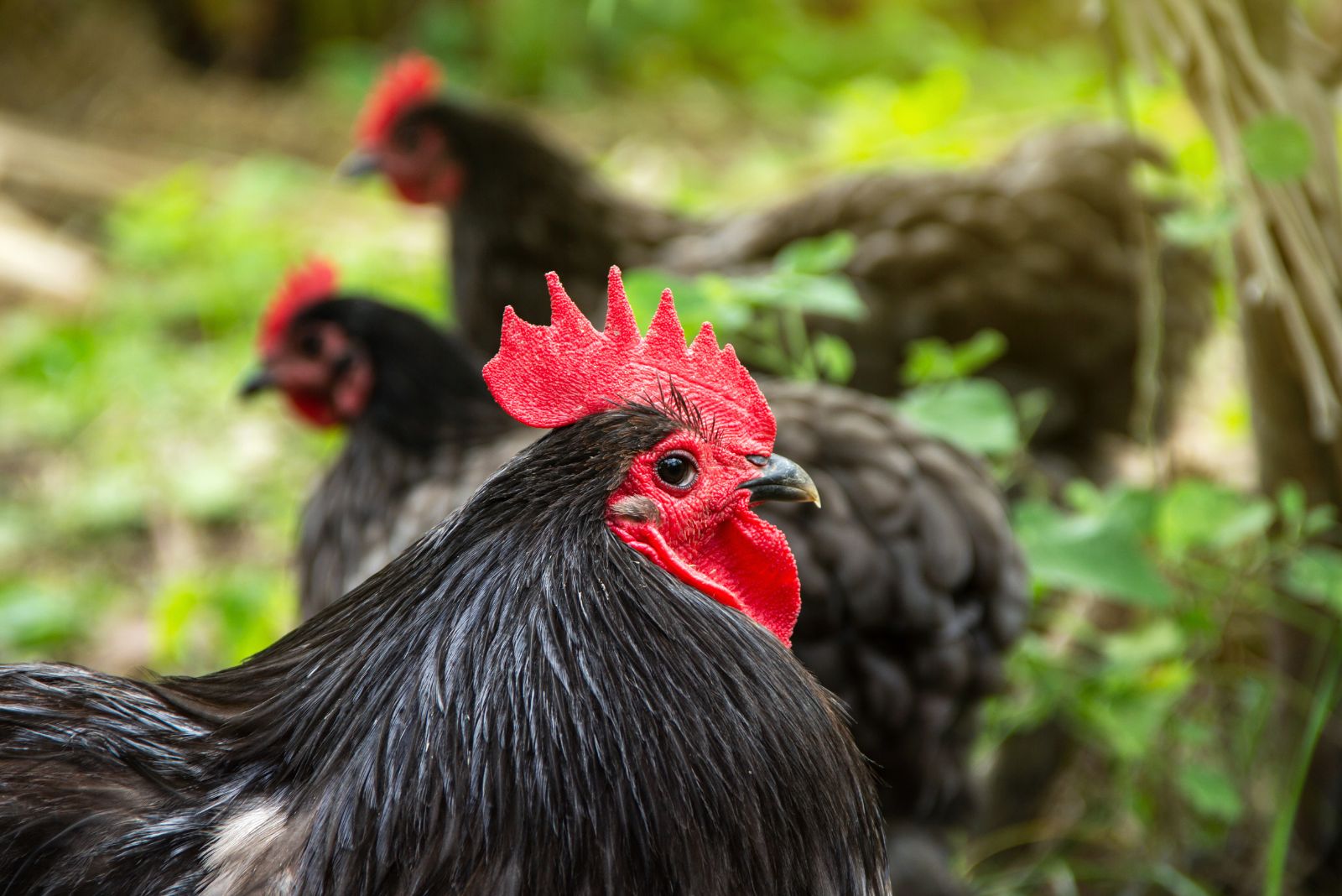 Australorp chicken