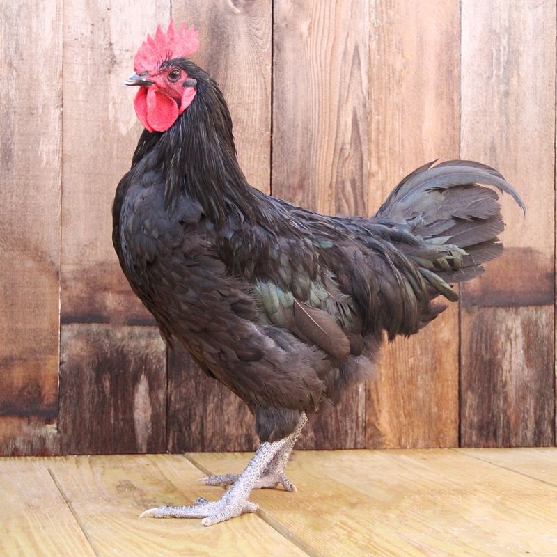 Australorp