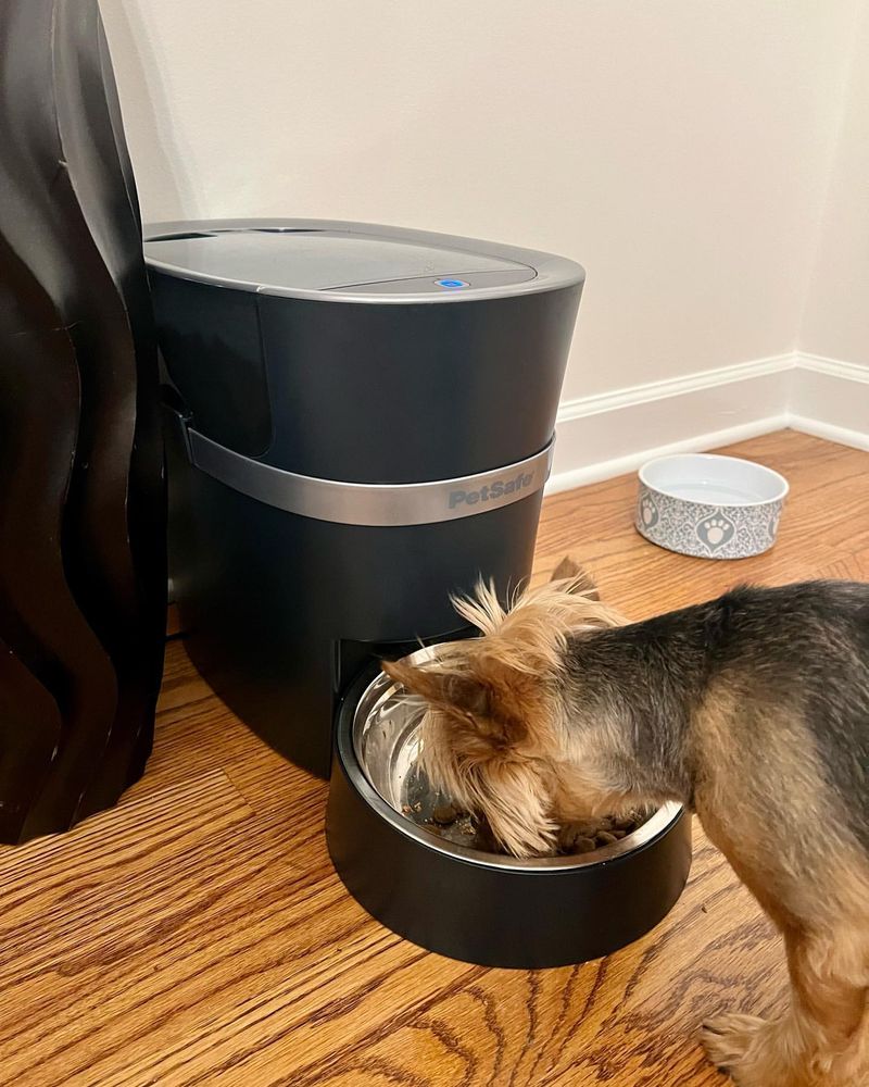 Automatic Dog Feeder