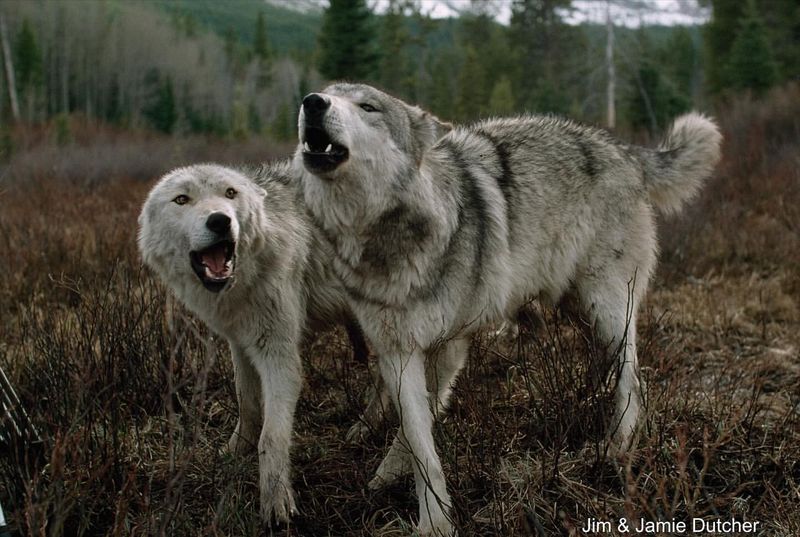 Avoid Eye Contact with Aggressive Wolves