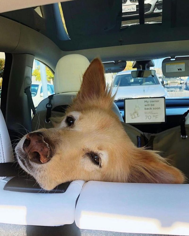 Avoid Leaving Your Dog in the Car