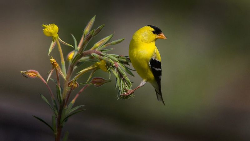 Avoid the Use of Pesticides