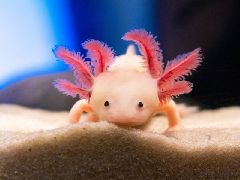 Axolotl