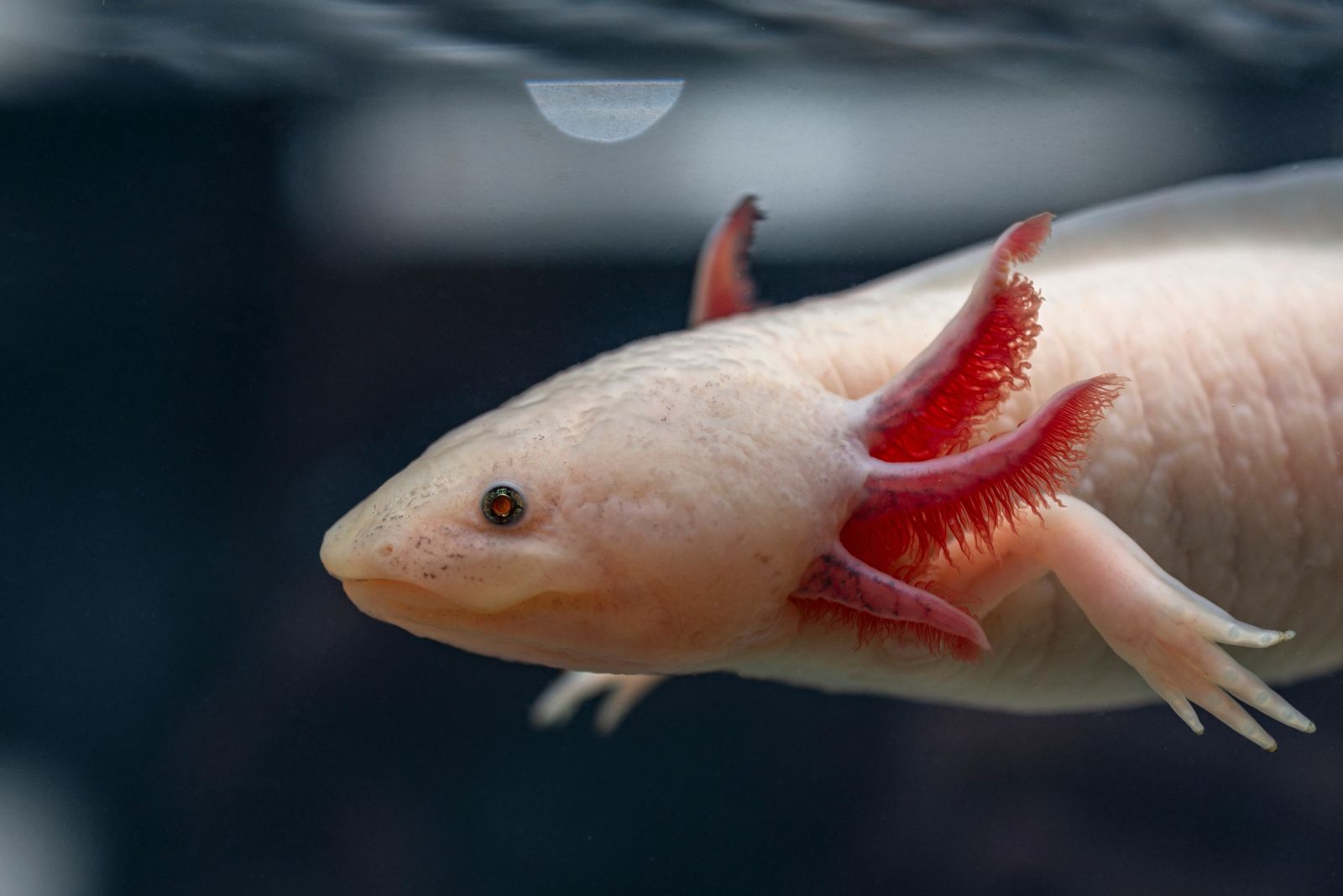 Axolotl