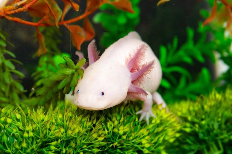 Axolotl