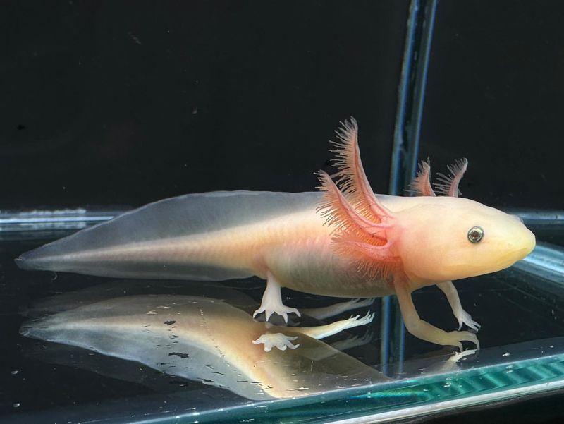 Axolotl