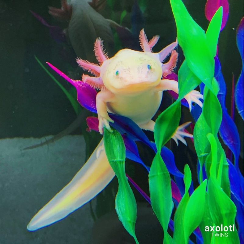 Axolotl's Regeneration