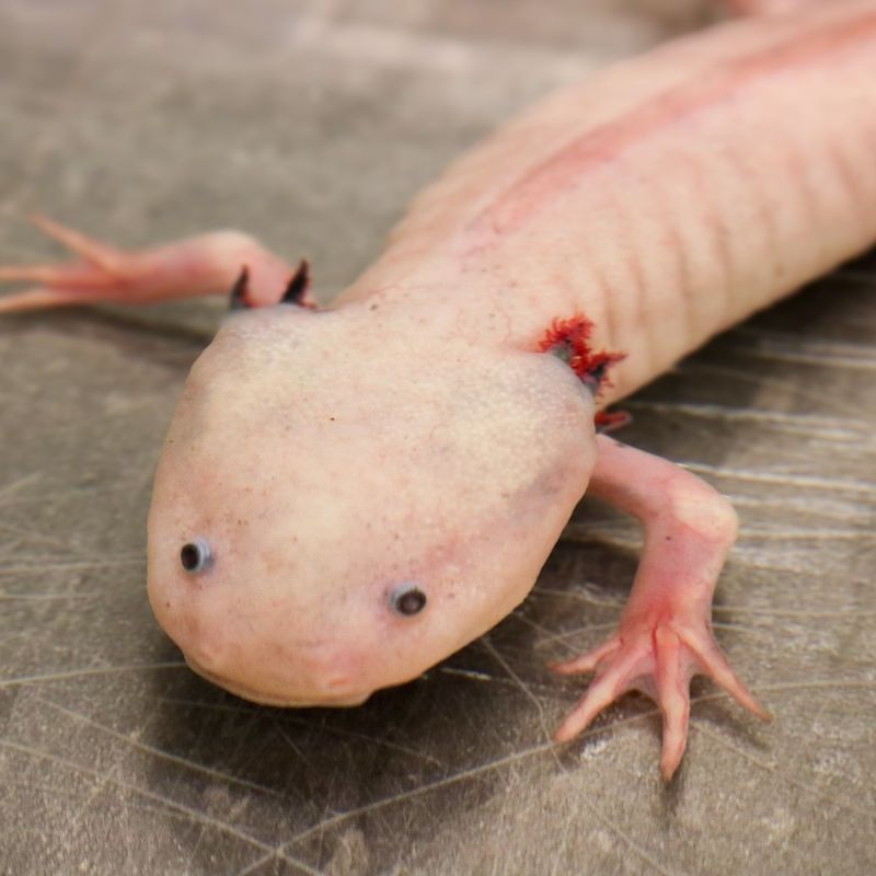 Axolotl