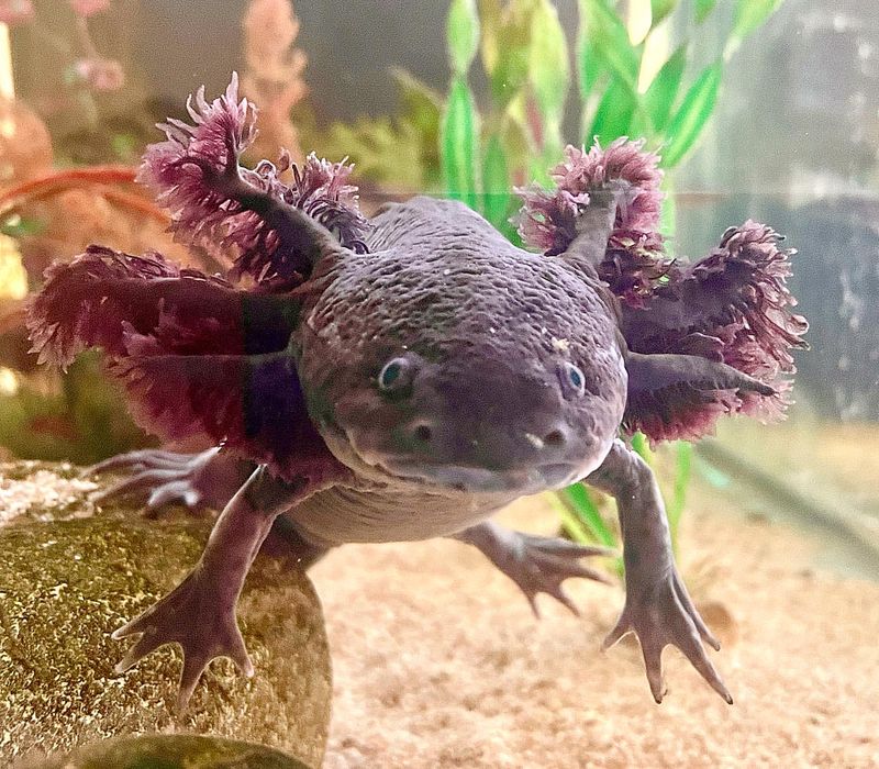 Axolotl in Mexico