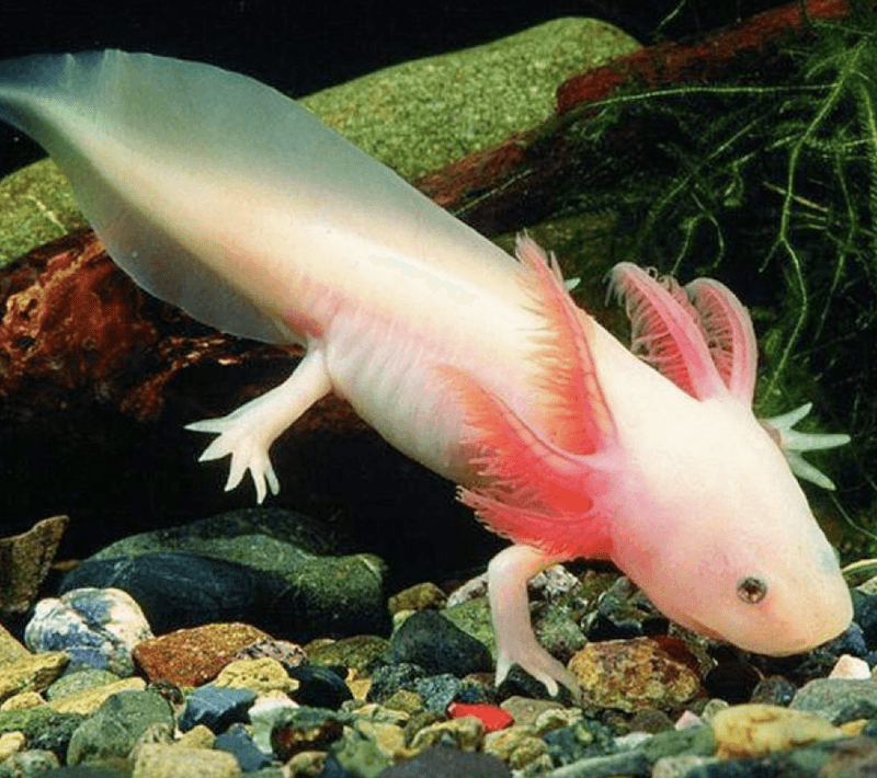 Axolotl