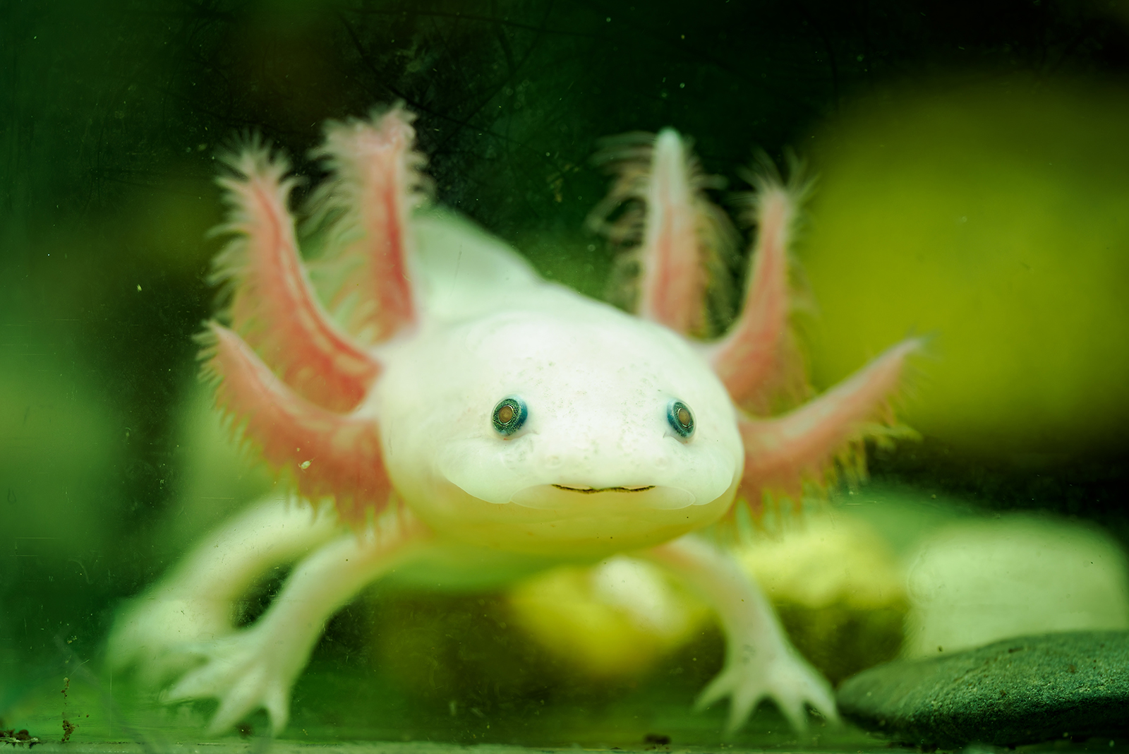 axolotls