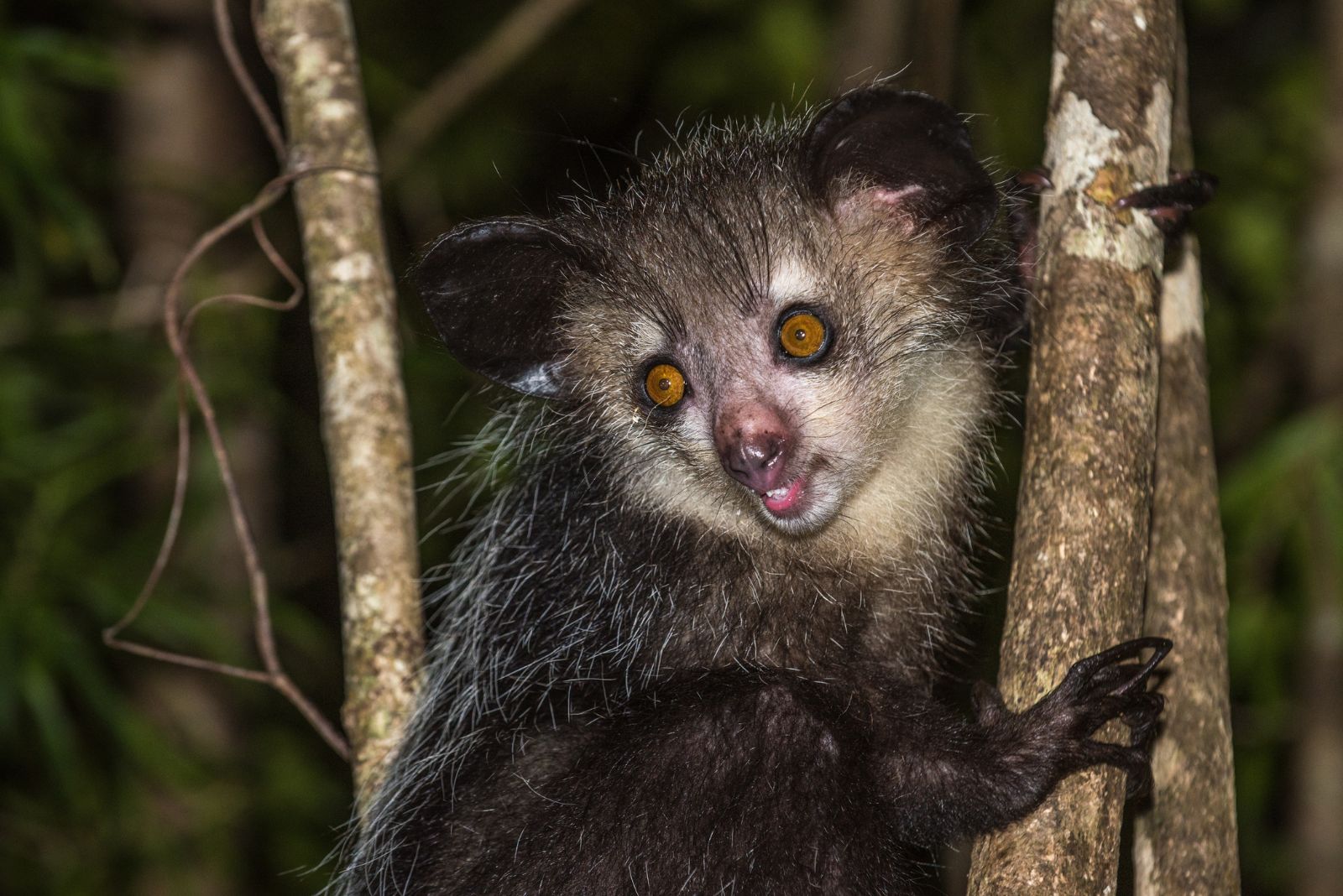 Aye-Aye