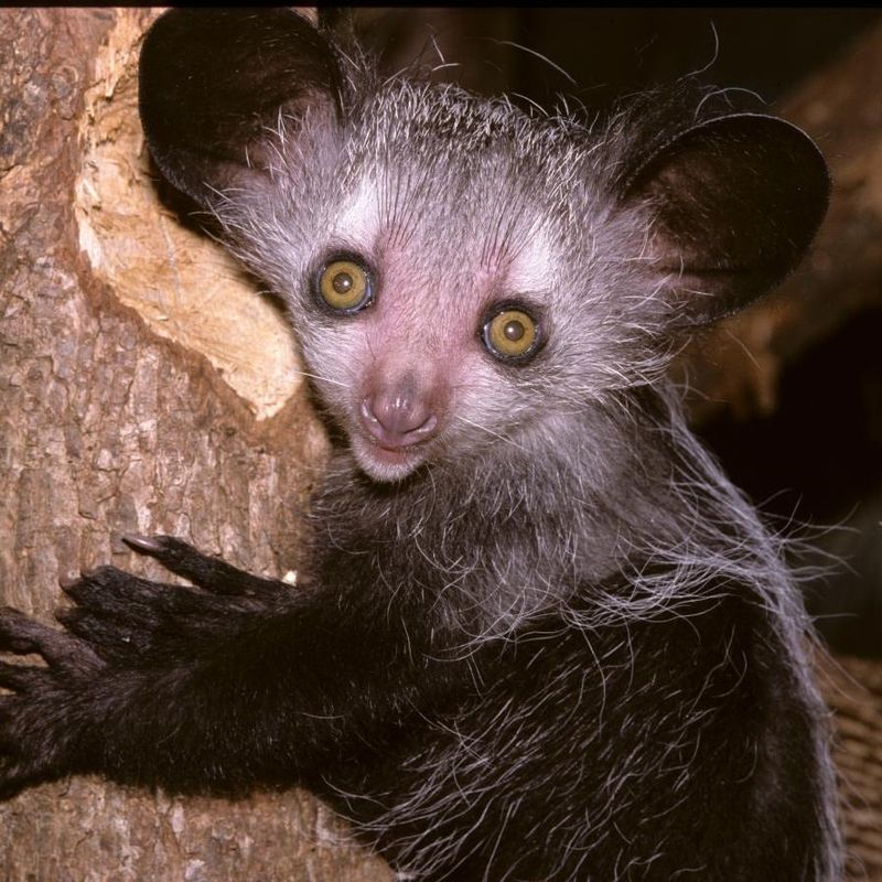 Aye-Aye