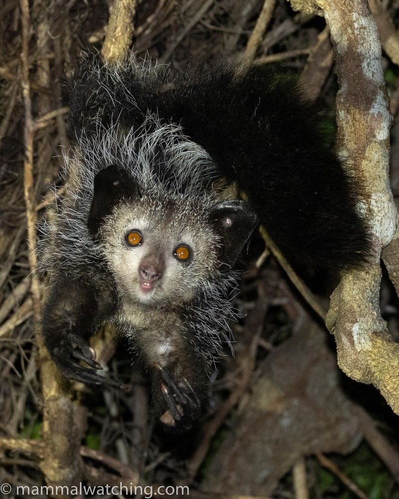 Aye-Aye