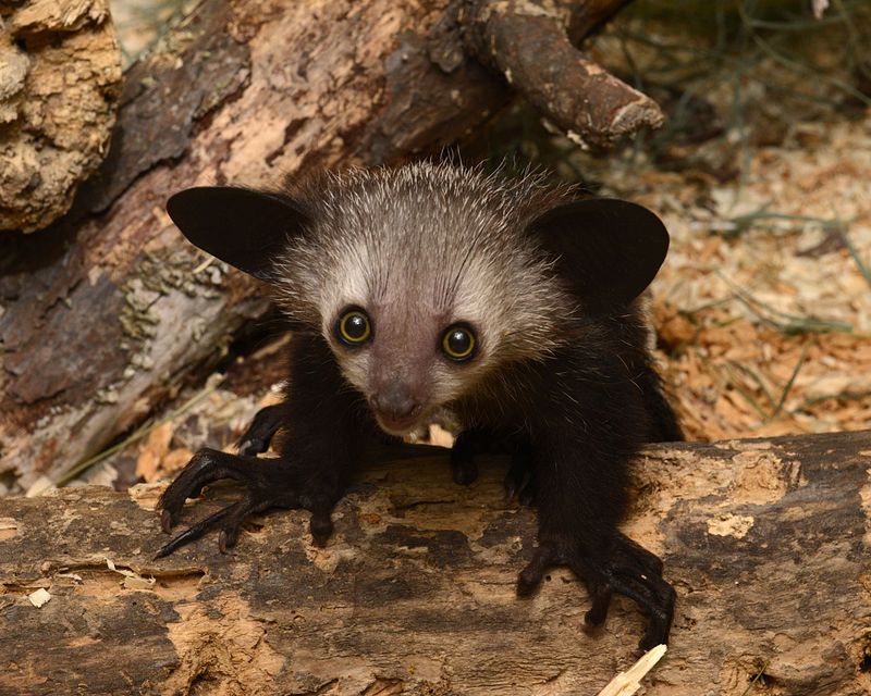 Aye-Aye