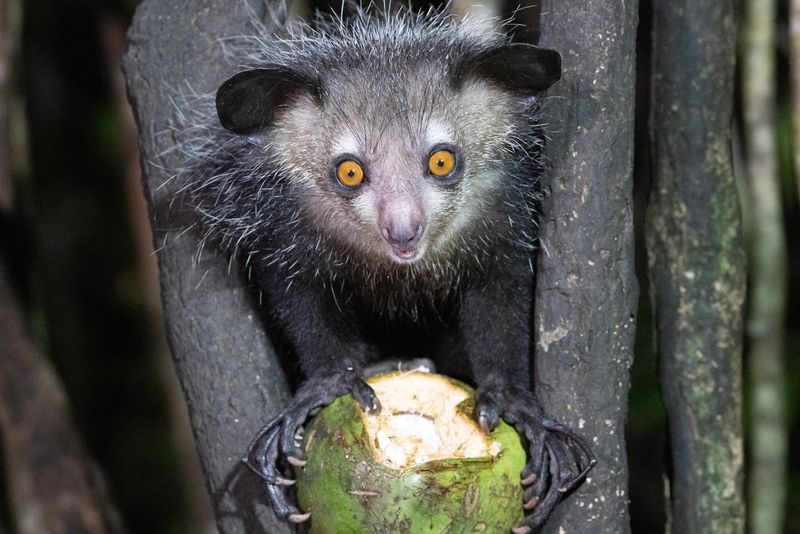 Aye-Aye in Madagascar