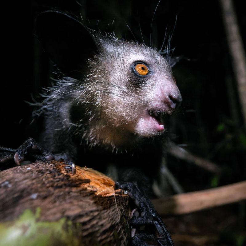 Aye-Aye