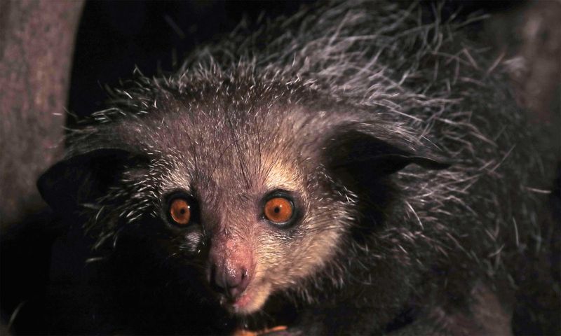 Aye-aye