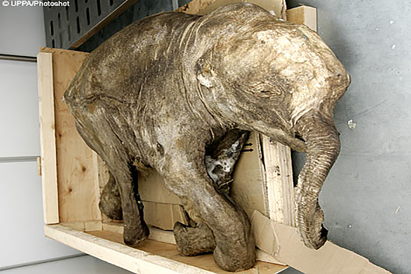 Baby Mammoth Lyuba