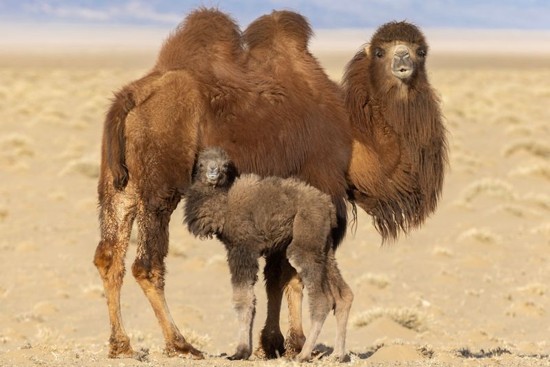 Bactrian Camel